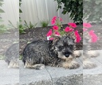 Small Schnauzer (Miniature)
