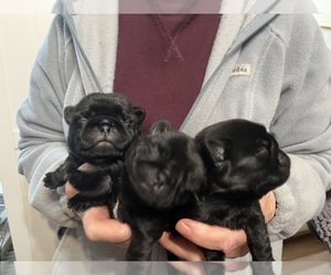 Pug Puppy for Sale in SPRING CITY, Pennsylvania USA