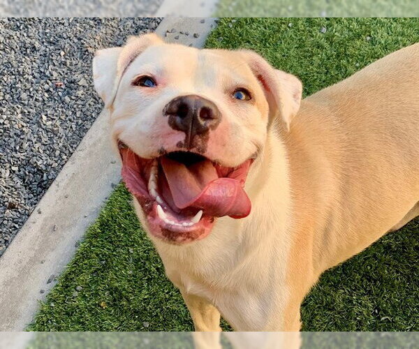 Medium Photo #1 Mutt Puppy For Sale in Moreno Valley, CA, USA