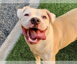 IZZY - Female Mutt Dog for Adoption - Small photo