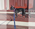Small #7 French Bulldog
