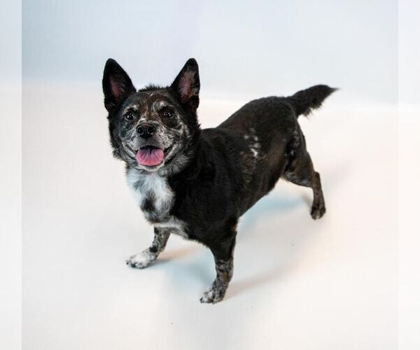 Medium Photo #4 Mutt Puppy For Sale in Kennesaw, GA, USA