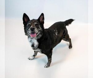 Vanessa - Female Mutt Dog for Adoption - Photo #4