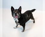Small Photo #4 Mutt Puppy For Sale in Kennesaw, GA, USA