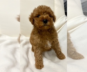 Goldendoodle (Miniature) Puppy for sale in FAIR HAVEN, MI, USA
