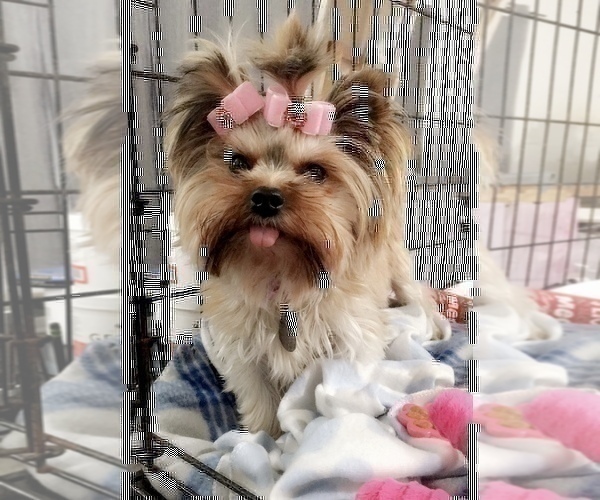 Medium Photo #1 Yorkshire Terrier Puppy For Sale in HAYWARD, CA, USA