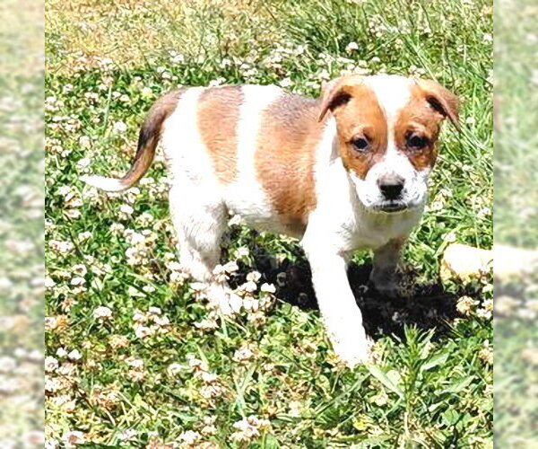 Medium Photo #2 Mutt Puppy For Sale in Rutherfordton, NC, USA