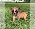 Small Photo #1 French Bulldog Puppy For Sale in CLARE, IL, USA