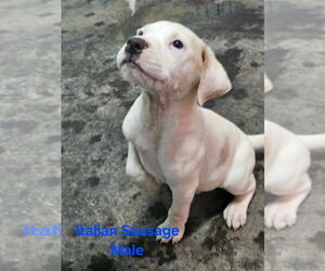 Mutt Dogs for adoption in Evansville, IN, USA
