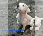 Small Mutt