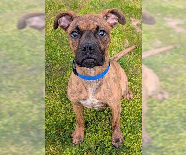 Medium Photo #1 Boxer-Unknown Mix Puppy For Sale in Akron, OH, USA