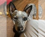 Small #22 Mutt