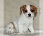 Small Jack Russell Terrier-ShihPoo Mix