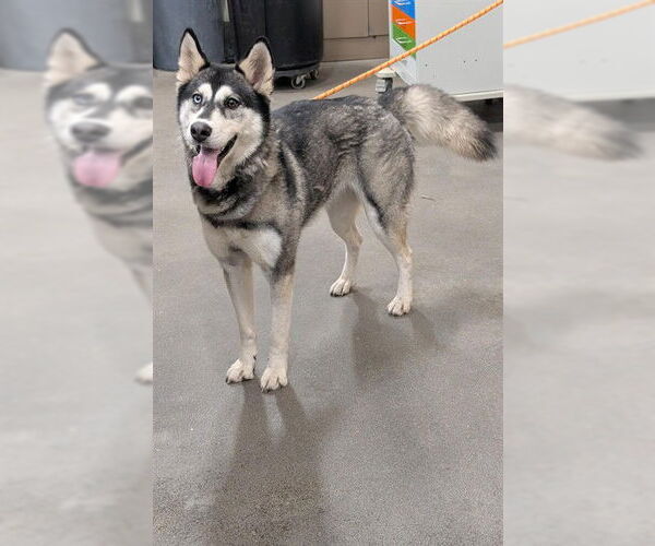 Medium Photo #1 Siberian Husky Puppy For Sale in Forestville, MD, USA