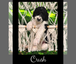 Bernedoodle-Poodle (Standard) Mix Puppy for sale in MENIFEE, CA, USA