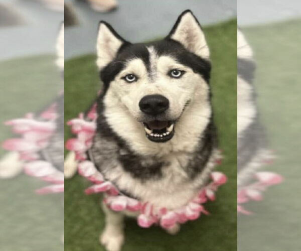 Medium Photo #2 - Mix Puppy For Sale in Kankakee, IL, USA