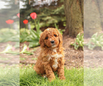 Small Photo #2 Goldendoodle (Miniature) Puppy For Sale in KILLINGER, PA, USA