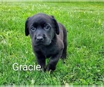 Puppy Gracie AKC Eng Labrador Retriever