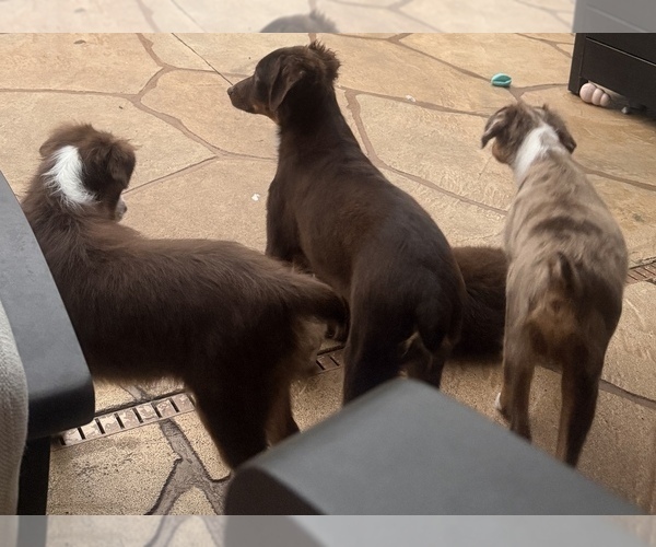 Medium Photo #16 Miniature Australian Shepherd Puppy For Sale in FORT MYERS, FL, USA