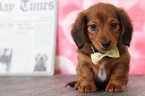 Small Photo #4 Dachshund Puppy For Sale in BEL AIR, MD, USA