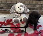 Small Photo #2 Labrador Retriever Puppy For Sale in VINEMONT, AL, USA