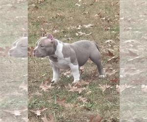 American Bully Puppy for sale in CORBIN, KY, USA