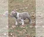 Small American Bully