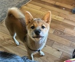 Puppy Kiko Shiba Inu