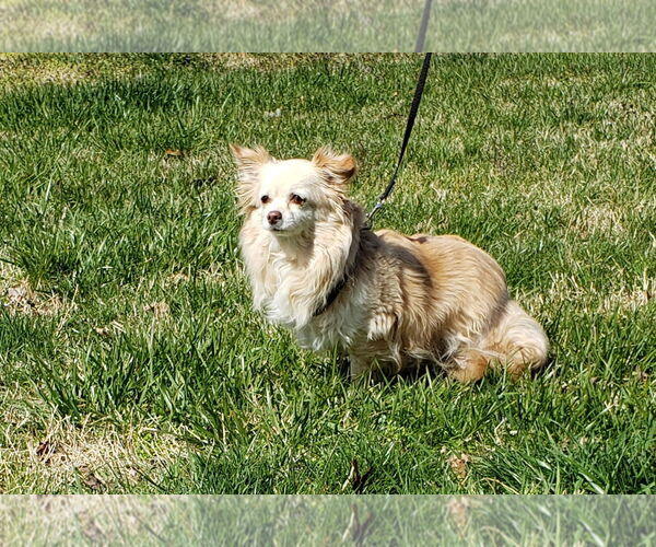 Medium Photo #2 Chihuahua Puppy For Sale in Lexington Park, MD, USA