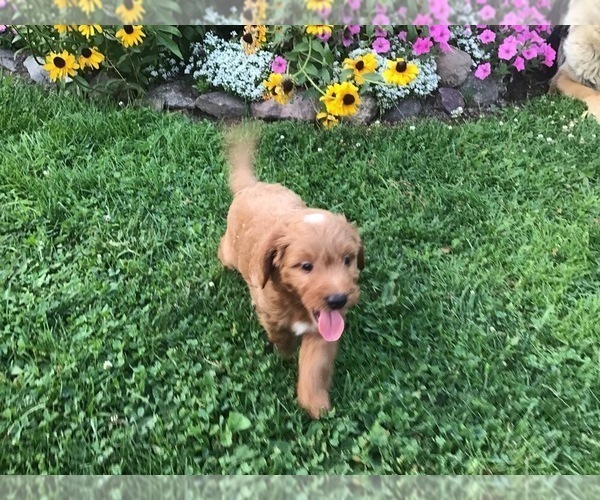 Medium Photo #6 Goldendoodle-Poodle (Miniature) Mix Puppy For Sale in CURTISS, WI, USA