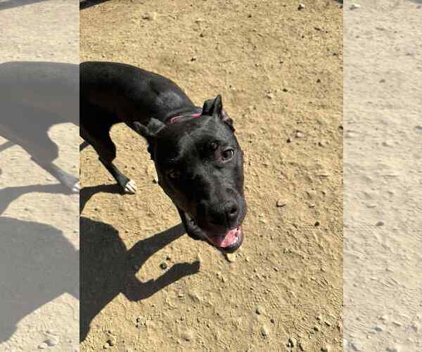 Medium Photo #7 Staffordshire Bull Terrier-Unknown Mix Puppy For Sale in La Verne, CA, USA