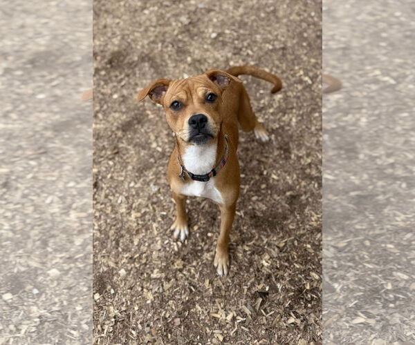 Medium Photo #5 Brug Puppy For Sale in Corning, AR, USA