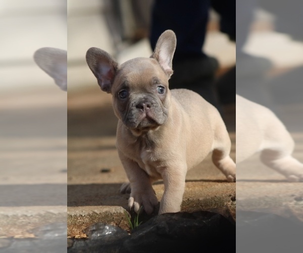 Medium Photo #1 French Bulldog Puppy For Sale in SMYRNA, GA, USA