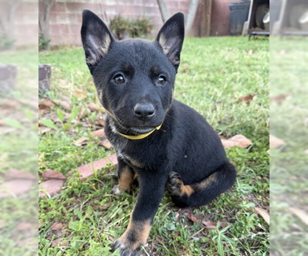 Medium Photo #2 Mutt Puppy For Sale in Riverside, CA, USA