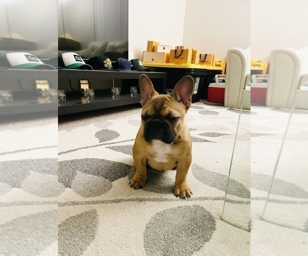 Medium Photo #13 French Bulldog Puppy For Sale in DAVIE, FL, USA