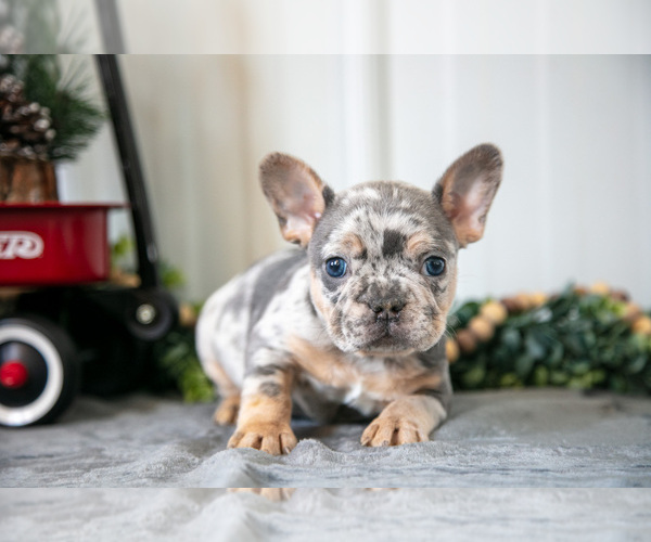 Medium Photo #13 Faux Frenchbo Bulldog Puppy For Sale in ADAMSVILLE, OH, USA
