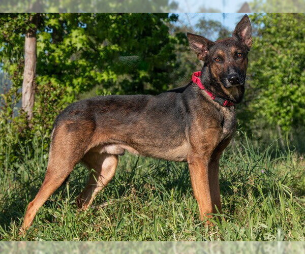 Medium Photo #2 German Shepherd Dog-Unknown Mix Puppy For Sale in San Andreas, CA, USA