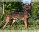 Small #1 German Shepherd Dog Mix