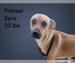 Small #3 Mountain Cur Mix