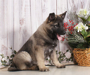 Norwegian Elkhound Puppy for sale in PENNS CREEK, PA, USA