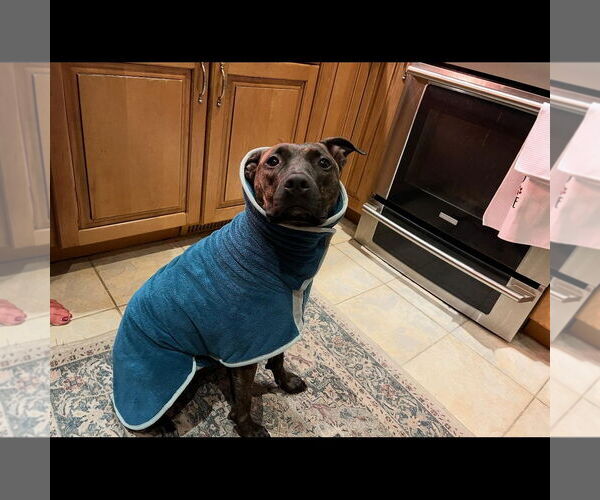Medium Photo #4 American Pit Bull Terrier-Plott Hound Mix Puppy For Sale in Hayward, CA, USA