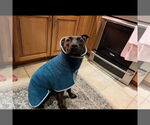 Small #3 American Pit Bull Terrier-Plott Hound Mix