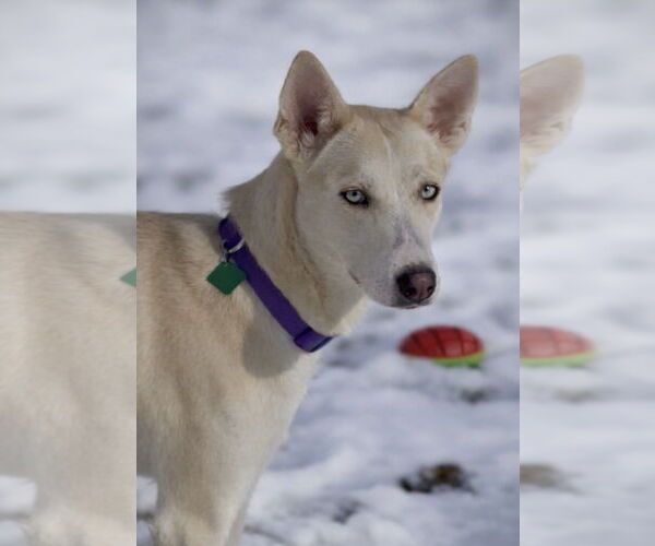 Medium Photo #2 Mutt Puppy For Sale in Clarkston, MI, USA