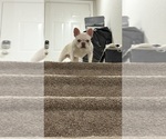 Small #1 French Bulldog
