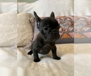 French Bulldog Puppy for sale in JOHNS ISLAND, SC, USA