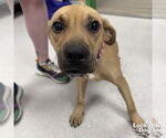 Small #5 Labrador Retriever Mix
