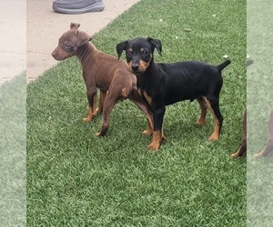 Miniature Pinscher Puppy for sale in LAKESIDE, CA, USA