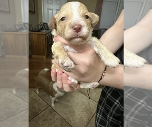 Maltipoo Puppy for sale in RUSSELLVILLE, AL, USA