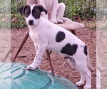 Small #5 Border Collie
