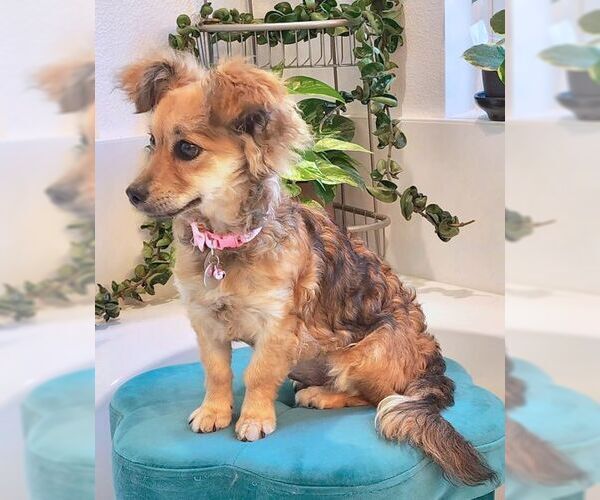 Medium Photo #6 Dameranian Puppy For Sale in Tustin, CA, USA